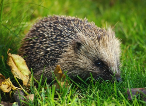 Hedgehog