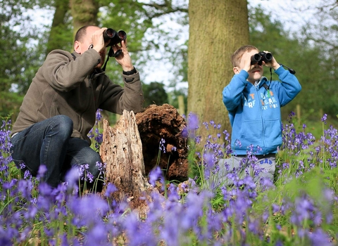 Father and son with binoculars in bluebell wood