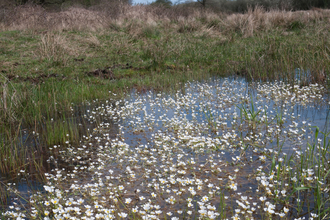 Pond