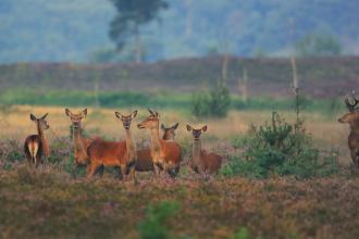 Red deer on Pirbright Ranges