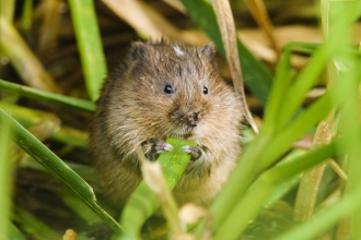 Water vole feeding