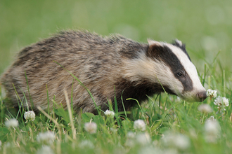 Badger in clover field