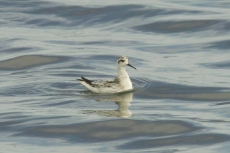 Red-necked Phalarope