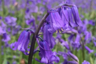 bluebells