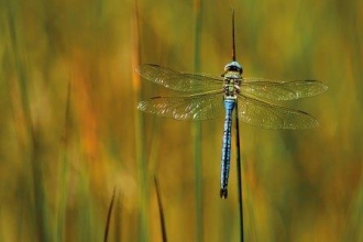 dragonfly