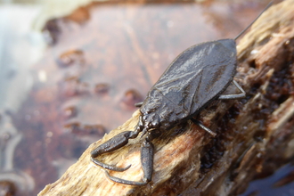 Water scorpion wildlife trust