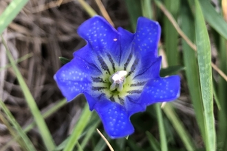 Marsh gentian 