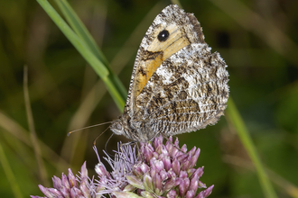 Grayling butterfly