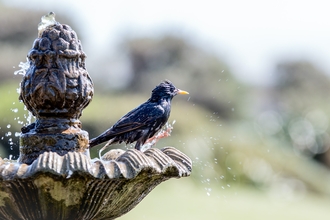 Bathing starling