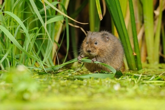 water vole wildlife trust