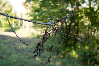 Ash dieback