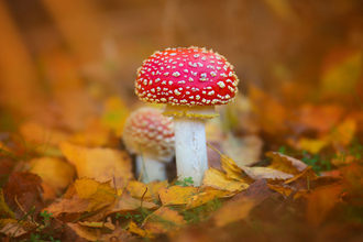 Fly agaric fungi