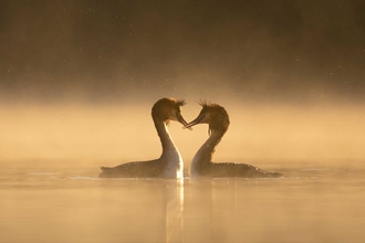 Great crested grebe