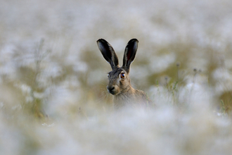 Hare