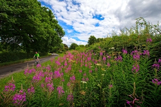 Hedgerows