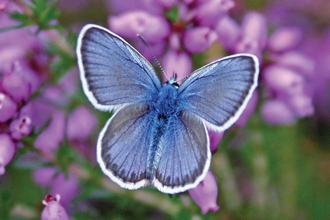 Silver-studded blue