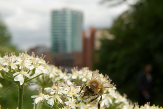 Urban bee