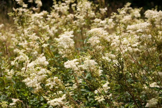 Meadowsweet