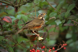 Redwing