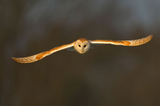 Barn owl