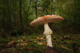 Fly agaric