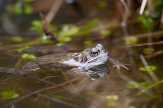 Frog in pond