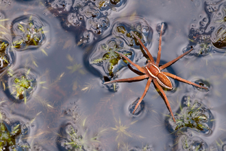 Raft spider