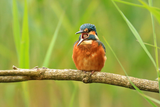 Kingfisher