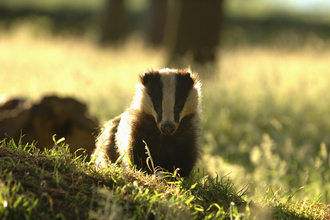 Badger © Andrew Parkinson/2020VISION