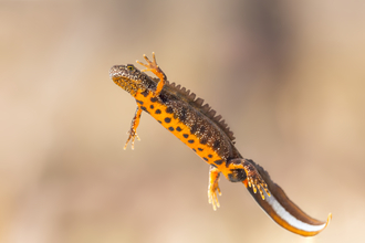 Great crested newt