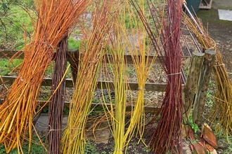 Willow cuttings