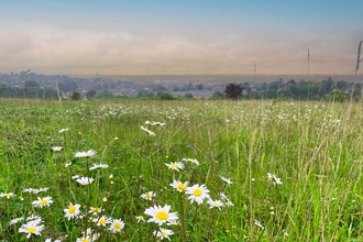 Pewley Meadows