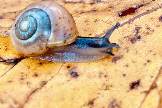 Seasonal Snail by Maisie Hayman