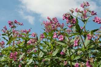 Himalayan Balsam