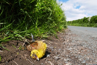 Yellowhammer dead at side of road