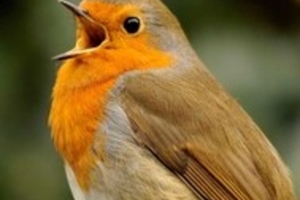 robin - bird song