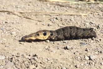 Elephant hawk-moth caterpillar