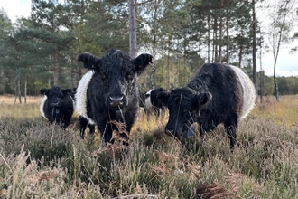 Belted Galloway cows on Chobham common