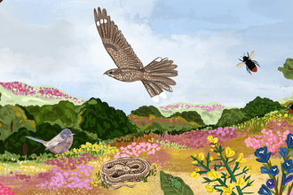 Heathland illustration