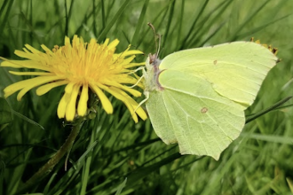 Citizen science research project