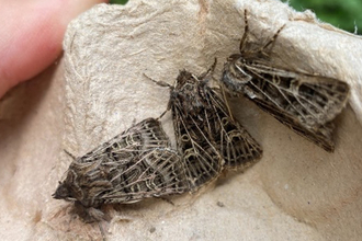  Feathered Gothic Moths