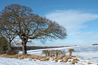 Trees in Winter