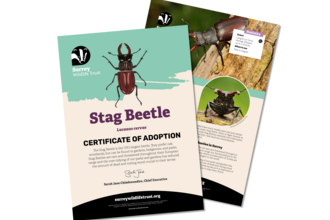 Digital Stag Beetle adoption pack