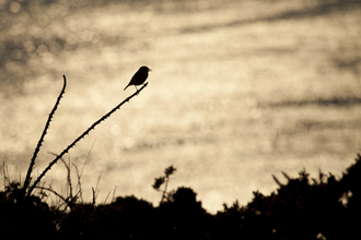 Image of a bird sitting on a branch