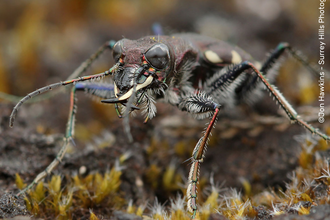 Heath Tiger Beetle