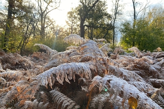 Image of frosty leaves and trees