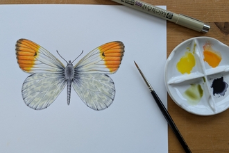 Butterfly art