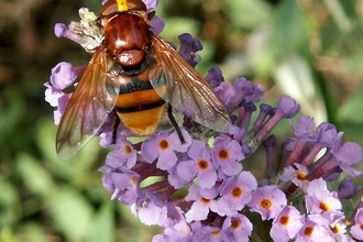 A hornet mimic hoverfly perched on small purple flowers