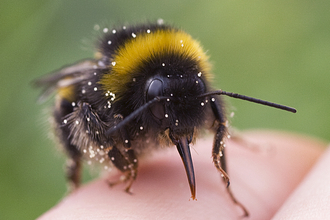 white tailed bumble bee