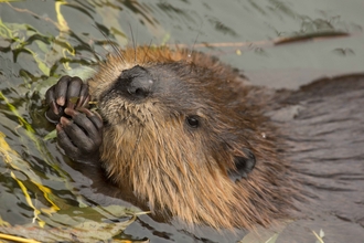 Eurasian Beaver